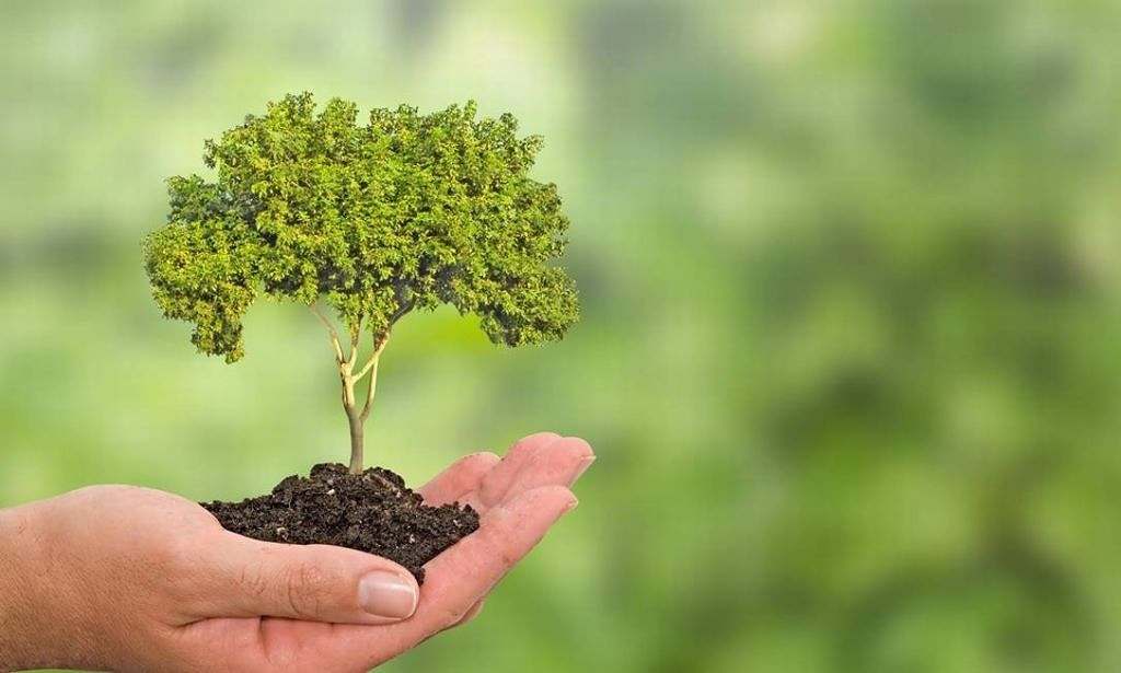 Mão com terra e uma pequena árvore sobre ela.