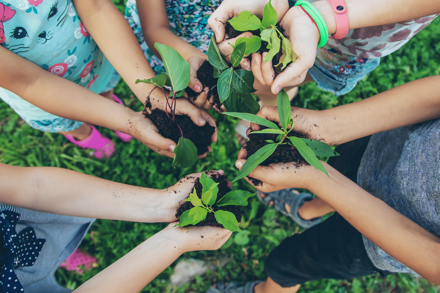 Crianças segurando plantas com a mão, significando a conexão delas com o meio ambiente